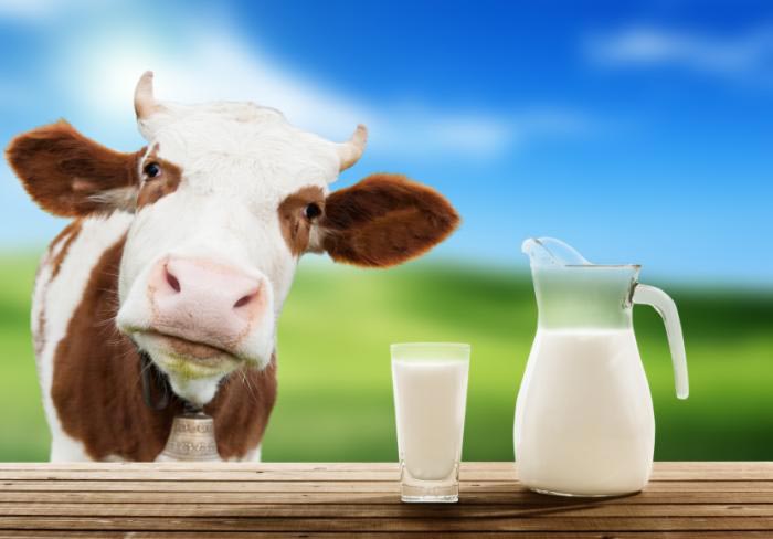 lapte de vaca